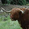 Highland Cow