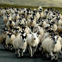Sheep on road, Skye, Scotland