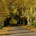 Scottish autumn leaves