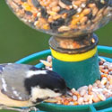 Bird and feeder