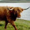 Highland cow, scotland